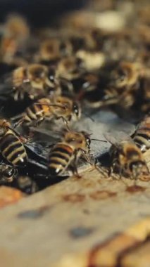 Bal hücreleri üzerinde çalışan arıları yakından izleyin. Bal peteği üzerinde çalışan arılar. Bal peteği üzerinde arılar Dikey video