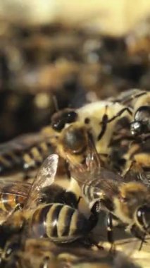 Bal peteği çerçevesinde arılar. Arılar nektarı bala çevirir. Arı yetiştiricisinin işi. Dikey video