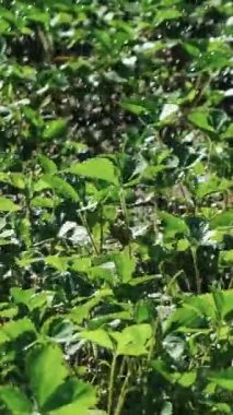 Çilekleri suluyorum. Bitki sulama. Ağır çekim. Dikey video