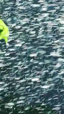 Yeşil yaprakların üzerine düşen yağmur suyu. Bahçedeki fıskiyelerden sulama bitkileri. Ağır çekim. Dikey video