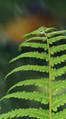 Ormandaki yağmur: Düşen damlalar bitki eğreltiotunun yapraklarına düşer, yakın plan. Ağır çekim. Dikey video