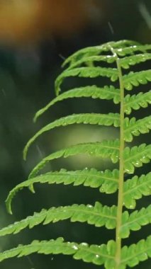 Yağmur damlalarına yakın çekim ilkbahar ormanındaki eğrelti otu yapraklarına düşer. Ağır çekim. Dikey video