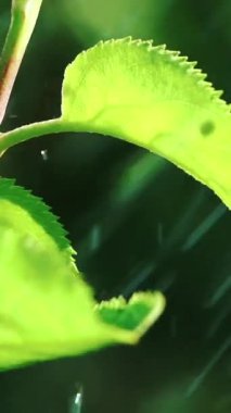 Ağaçların yapraklarına düşen yağmur damlaları dikey video