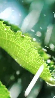 Yaprakların üzerine yağmur damlaları düşer. Ağır çekim. Dikey video