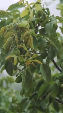 Sağanak yağmurun altında yeşil bir cevizin dalları. Dikey video