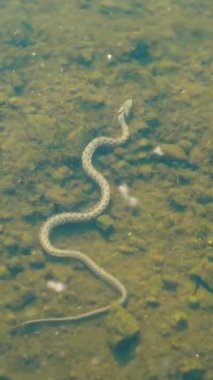 Suyun altında yılan. Yılan, suyun altında yüzer. Dikey video