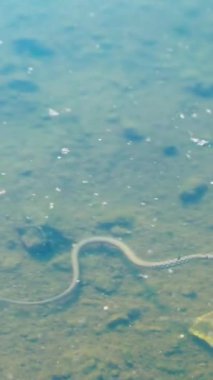 Suyun altında yılan. Gölette yılan avlayan kurbağalar. Dikey video.