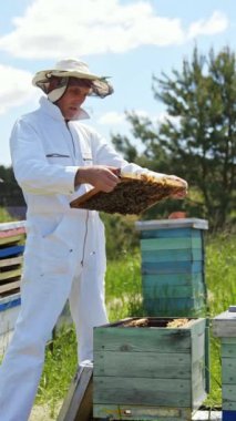 Beyaz takım elbiseli profesyonel arı yetiştiricisi çerçevedeki arıları inceliyor. Arılar arıların üzerinde uçar. Arı kovanında dumanlı baca. Yazın tahta kovanları tarlada. Dikey video