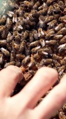 Güneş ışığında karede sürünen bal böcekleri. Bal peteğinde balmumu oluşumunu gösteren bir arı yetiştiricisi. Yakın plan. Arıcılık. Dikey video