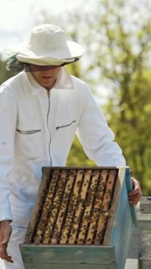 Arıcı yaz günü ahşap kovanlarla çalışır. Arı kovanında çok arı uçar. Apiarist arı kovanlarını doğa arasında taşıyor. Dikey video