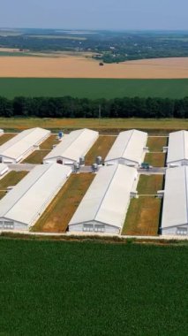 Modern bir çiftlikte beyaz hangarlar. Çiftlik hayvanları için ahır binaları olan tarım kompleksi güzel yaz doğasıyla çevrili. Hava görüntüsü. Dikey video