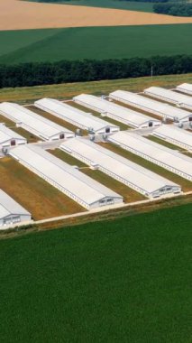 Doğadaki çiftlik evleri. Yeşil alanda tarım işleri için uzun binaları olan modern bir çiftlik. Kümes hayvanları için tarım bölgesi. Hava uçuşu. Dikey video