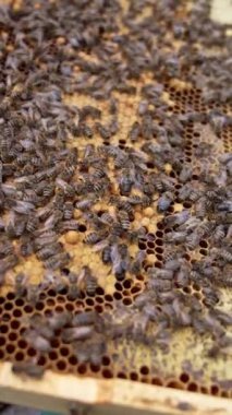 Arılar çerçevede. Arı ailesi bal dolu bal petekleri hazırlıyor. Arıcı, üzerinde arılar olan çerçeveyi tutuyor. Yakın plan. Dikey video