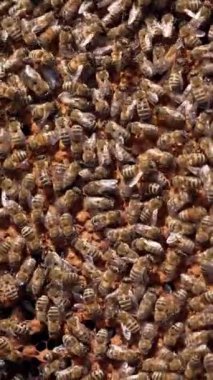 Arılar arka planda hareket ediyorlar. Bal petekleri üzerinde sürünen arılara dokunan bir arı yetiştiricisinin çıplak eli. Apokültür konsepti. Dikey video