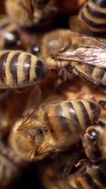 Bal peteğinde çizgili arılar. Çerçeve üzerinde çalışan bir sürü meşgul bal böceği. Güzel arılar organik bal yapıyor. Makro atış. Dikey video