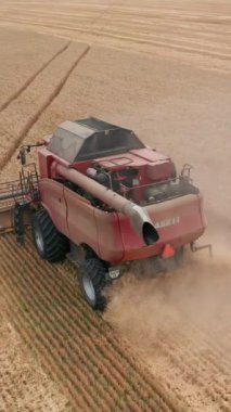 Tarlada çalışan büyük buğday hasatçısı. Büyük sarı mahsuller toplanıyor. Dikey video