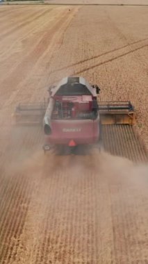 Tarlada çalışan tahılları birleştirin. Büyük hasatçının sarı buğday tarlası topladığı hava manzarası. Dikey video