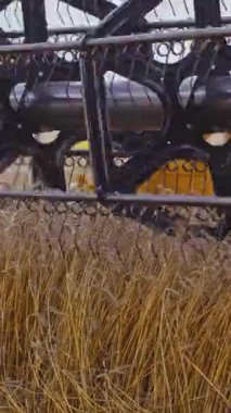 Buğday hasadını birleştirin. Modern biçerdöveri iş başında birleştirme görüntüsünü kapat