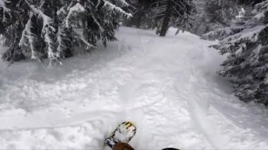 Derin karın kenarındaki köknar ağacının güzel ormanında snowboard gezisi. Sonunda düşen ilk kişi görüntüsü..