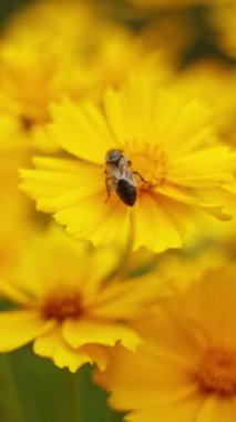 Çiçekten polen toplayan arı. Güzel sarı çiçekli arka plan, yakın plan.