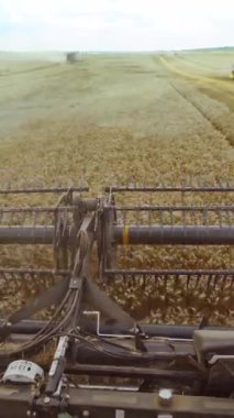 Yazın buğday hasadı. Tarlada çalışan hasatçı. Hasat makinesini tarlada yetişmiş altın buğday toplamak için birleştirin. Sürücü tarafından bak. Dikey video