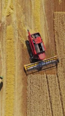 Sahanın en üst manzarası olgun ekinlerle dolu. Tarım makineleri sarı alanda tahıl topluyor. Yaz mevsiminde yapılan çalışmalarda traktör ve traktörü birleştirin. Hava görüntüsü. Dikey video