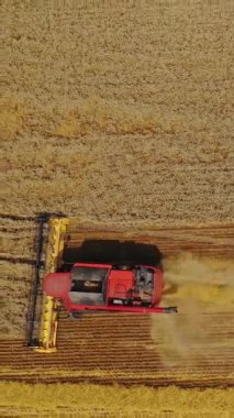 Kırmızı, sarı arka planda birleşiyor. Tarım makinesi kırsalda olgunlaşmış buğday yapraklarını kesiyor. Yukarıdan bak. Kamera yukarı çıkıyor. Dikey video