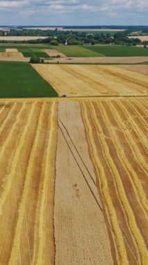 Altın tarlaların inanılmaz manzarası. Kırsaldaki yeşil ve sarı tarlaların üzerinde uçuyorlar. Yazın doğal manzaranın havadan görünüşü. Dikey video
