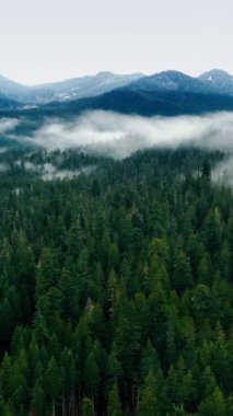 Dağ manzarası drone çekimi. Amerikan Ulusal Parkı Rainer Dağı hava manzaralı. Dikey video