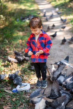 Park ortamında güvercinleri besleyen bir çocuk. Kırmızı ve mavi tişörtlü küçük çocuk güneşli bir günde parkta güvercinleri beslemekten hoşlanıyor..