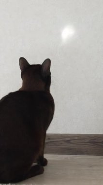 İçeride oynayan komik kahverengi kedi yavrusu. Birmanya kedisi duvarda hareket eden bir ışık lekesi yakalamaya çalışıyor. Odada evcil hayvan var. Dikey video