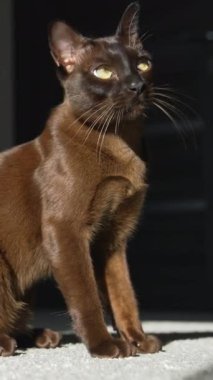 Yerde oturan şirin burma kedisi. Odada kahverengi safkan kedi var. Şirin bir kedi yavrusu. Yan görüş. Dikey video