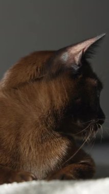 Burmalı kedi portresi. Hoş, kahverengi safkan kedi rahat bir halıda yatıyor. Evcil hayvan evde dinleniyor. Dikey video