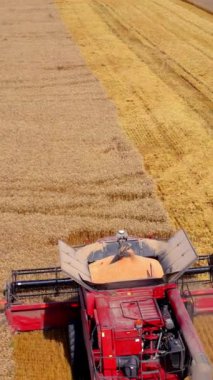 Hasat makinası altın tarlada olgun buğday topluyor. Tahıl hasatçısı yazın kuru ekin topluyor. Mevsimlik işler. İHA uçuşu. Dikey video
