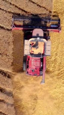 Arkaplanda hasat aracı var. Hasat mevsiminde tarlalarda çalışan makineler. Tarım makinesi olgun mahsulleri topluyor. Üst hava manzarası. Dikey video