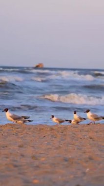 Deniz sahilindeki martılar. Sahilde oturan ve uçan martı sürüsü