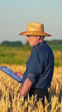 Altın buğday tarlasında tarımcı. Buğday tarlasını kontrol eden çiftçinin portresi