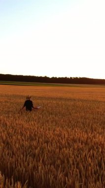 Buğday tarlasında yürüyen çiftçi. Adam buğday tarlasında yürüyor, buğday kulaklarına dokunuyor.