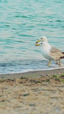 Yazın dört yetişkin martı deniz kıyısı boyunca suda yürüyor ve su içiyorlar. Ağır çekim. Dikey video