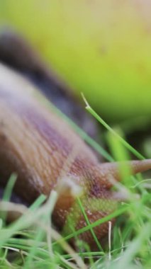 Büyük kahverengi salyangoz yakın plan. Salyangoz çimlerin üzerinde yeşil bir elmanın yanında sürünüyor.