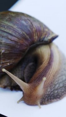 Dev Afrika kara salyangozu. Beyaz arka planda Achatina Fulica. Dikey video