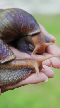 Dişi avucundaki büyük Afrika salyangozları Achatina Fulica. Güzellik salonundaki hayvanlar dikey video.