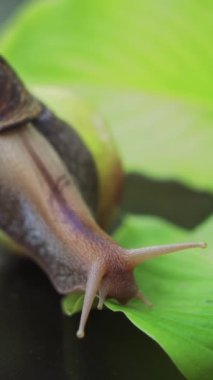 Yaprağın üzerinde yürüyen Afrika salyangozu. Achatina Fulica... dikey video.