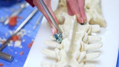 Omurga modeli ve metal bir alet tutan kadın eller. Kapatın. Nöroşirürji öğrencisi pratik yapıyor..