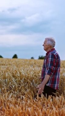 Olgun mısırların güzel tarlasında yürüyen yaşlı bir çiftçi. Çok çalışan çiftçi, tarım arazisindeki kuru buğdayı okşuyor. Dikey video