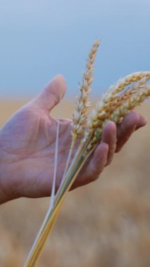 Erkeklerin elinde bir kaç sarı olgun buğday kulağı. Çiftçi sevgiyle dikenleri dikkatlice tutuyor. Kapatın. Arkaplan bulanık. Dikey video