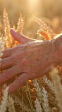 Tarlada olgun mısırlara dokunan yaşlı bir erkeğin eli. Güneş ışınlarında güzel, olgun dikenler. Kapatın. Dikey video
