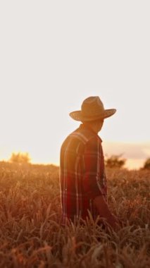 Hasır şapkalı yaşlı çiftçi güzel buğday tarlasından geçiyor. Hasat mevsiminden önce tarlada bir adam. Dikey video