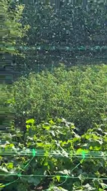 Su meyve bahçesine saçıldı. Sıcak yaz günü çiftlikteki bitkileri suluyor. Dikey video