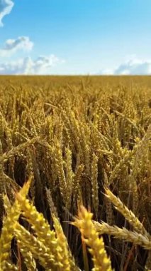 Rüzgarda sallanan olgun sarı arpa kulakları. Hasata hazır mısırlı tarım tarlası. Dikey video